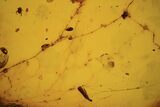 Fossil Spider Web With Insect Leg & Mites In Baltic Amber #123388-2